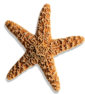 starfish